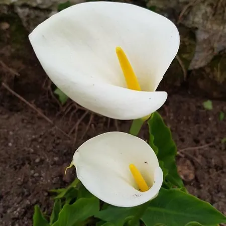 Bed & Breakfast Moulin2roues Artannes-sur-Thouet